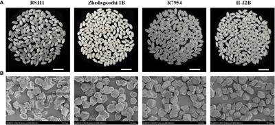 Discrepancies in resistant starch and starch physicochemical properties between rice mutants similar in high amylose content